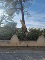 elagage-abattage-darbres-dangereux-3