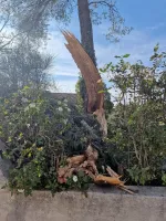 elagage-abattage-darbres-dangereux-4