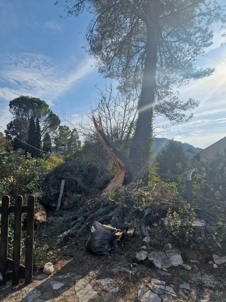 elagage-abattage-darbres-dangereux-5