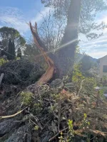 elagage-abattage-darbres-dangereux-6