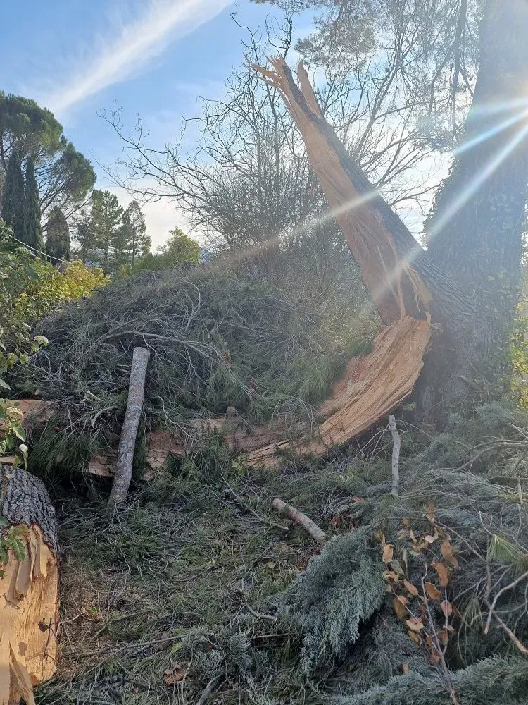 dessouchage à Pertuis