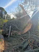 elagage-abattage-darbres-dangereux-7